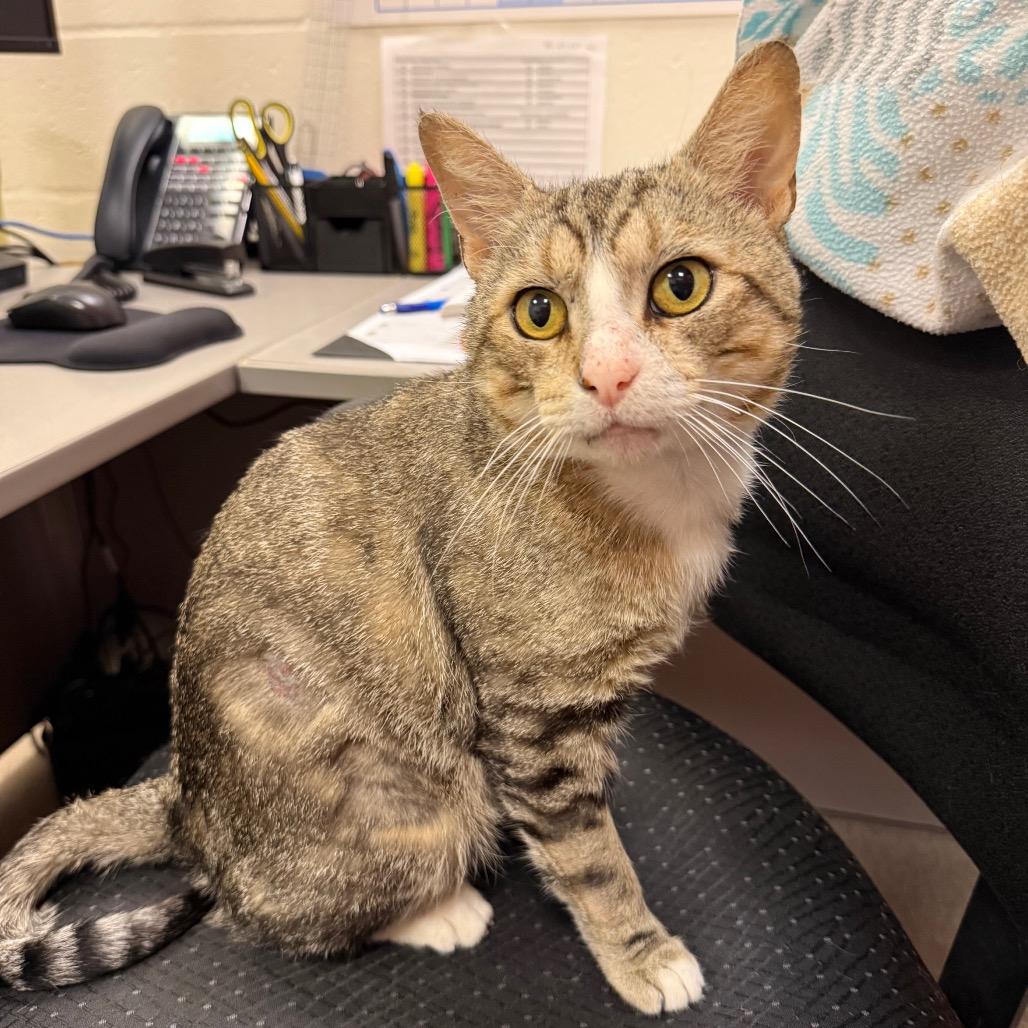 Teddy, a Adoptable Domestic Short Hair in Sarasota, FL image 1/6
