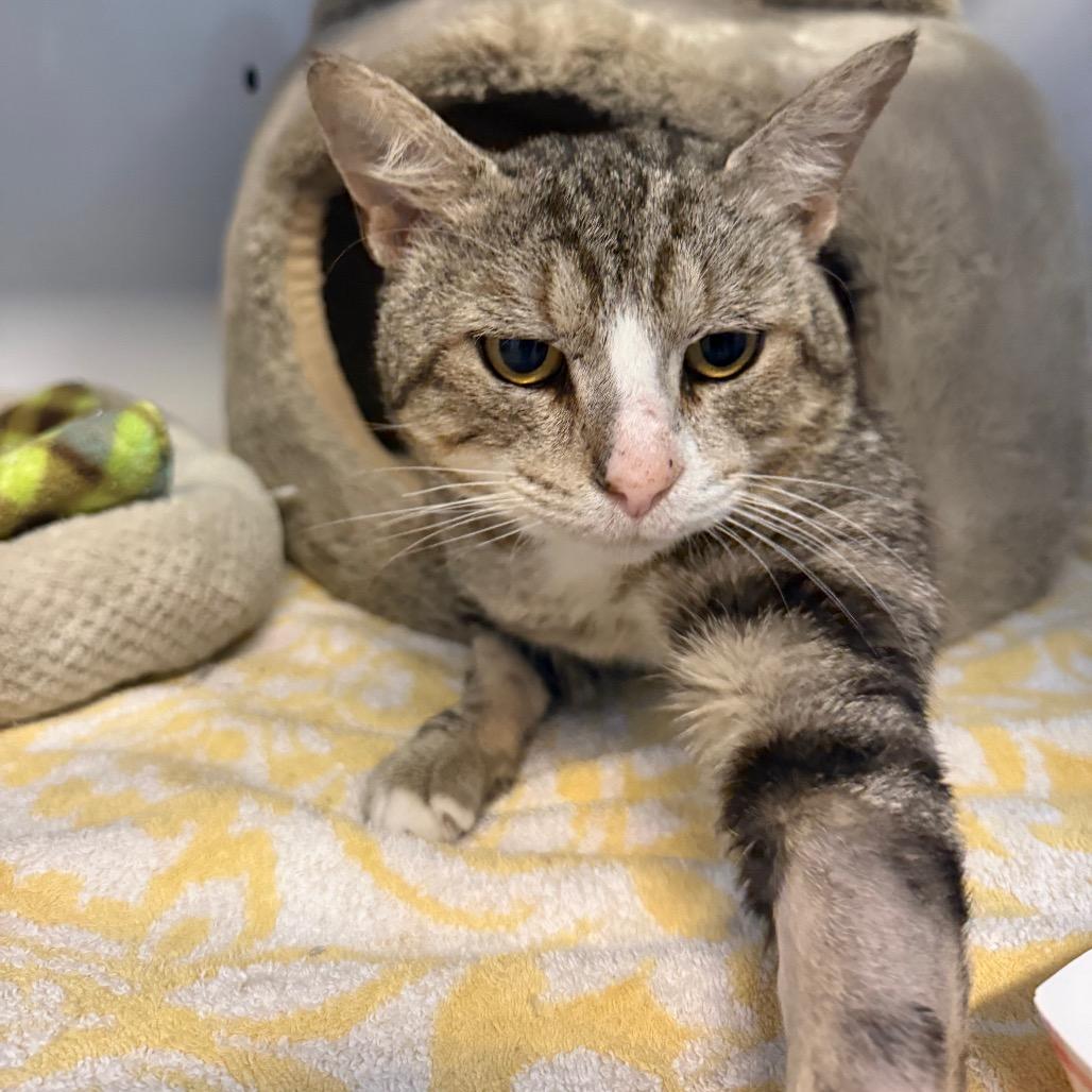 Teddy, a Adoptable Domestic Short Hair in Sarasota, FL image 2/6
