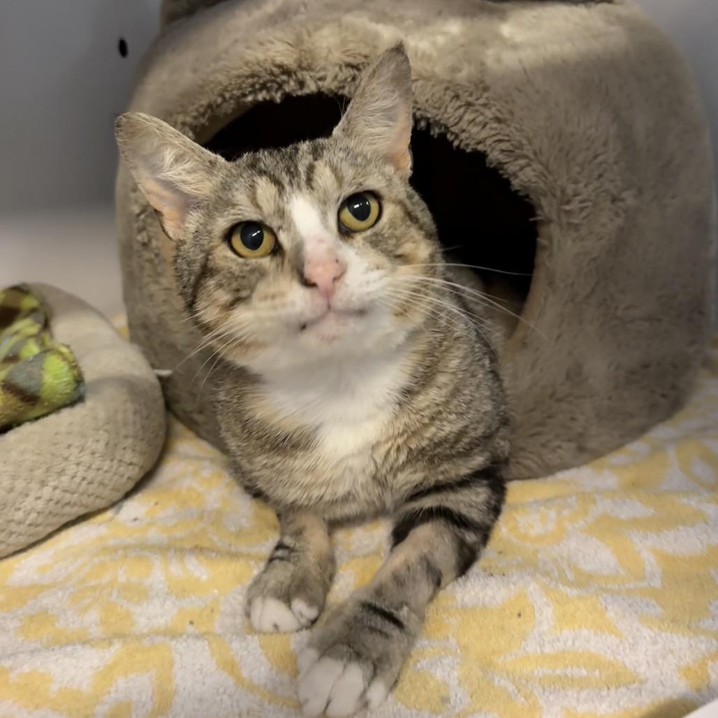 Teddy, a Adoptable Domestic Short Hair in Sarasota, FL image 3/6