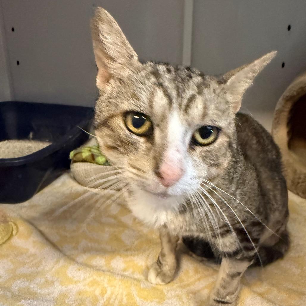Teddy, a Adoptable Domestic Short Hair in Sarasota, FL image 4/6