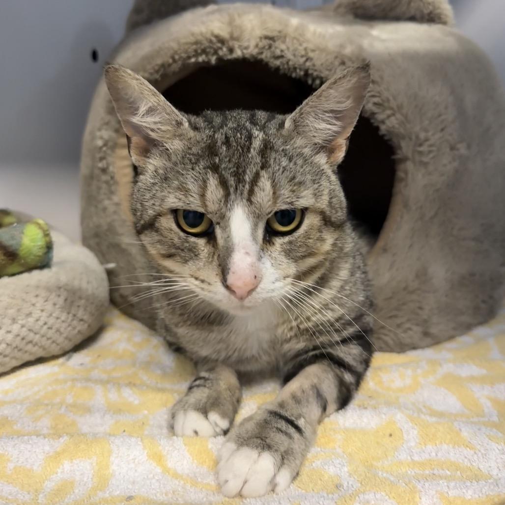 Teddy, a Adoptable Domestic Short Hair in Sarasota, FL image 5/6