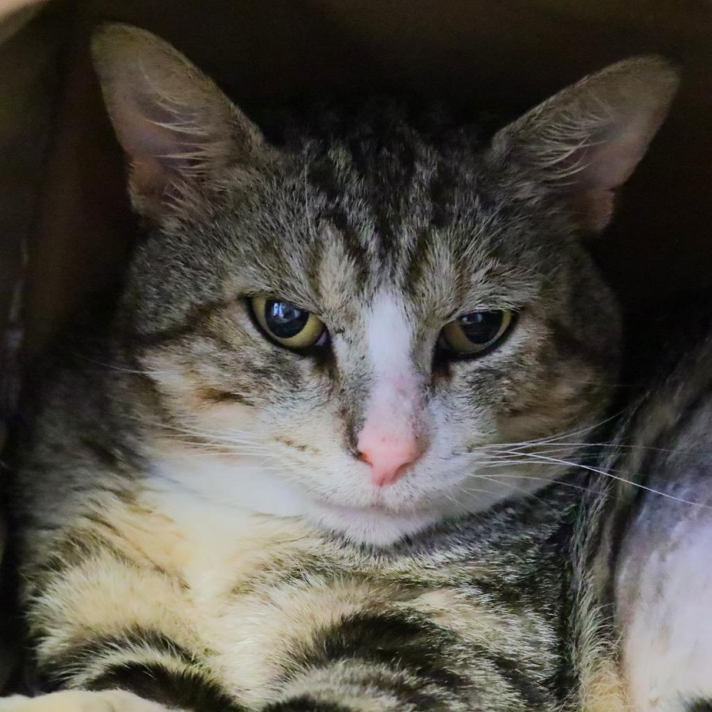Teddy, a Adoptable Domestic Short Hair in Sarasota, FL image 6/6