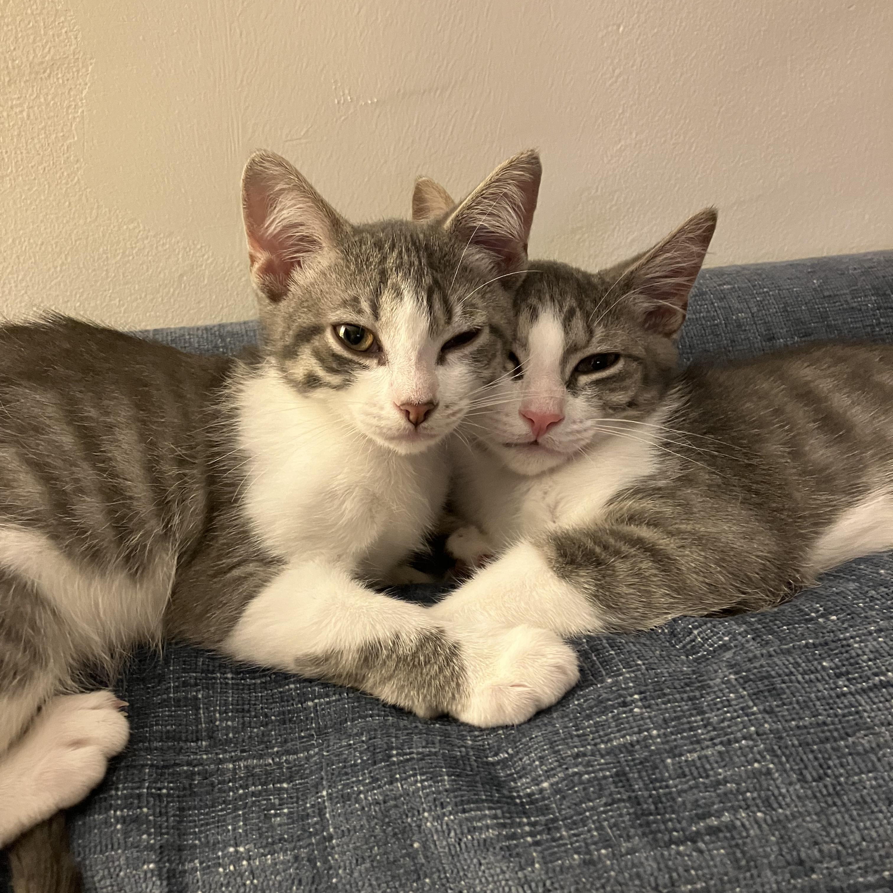 Pebbles, ADOPTABLE, Kitten Male Domestic Short Hair.