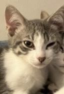 Pebbles, ADOPTABLE, Kitten Male Domestic Short Hair.