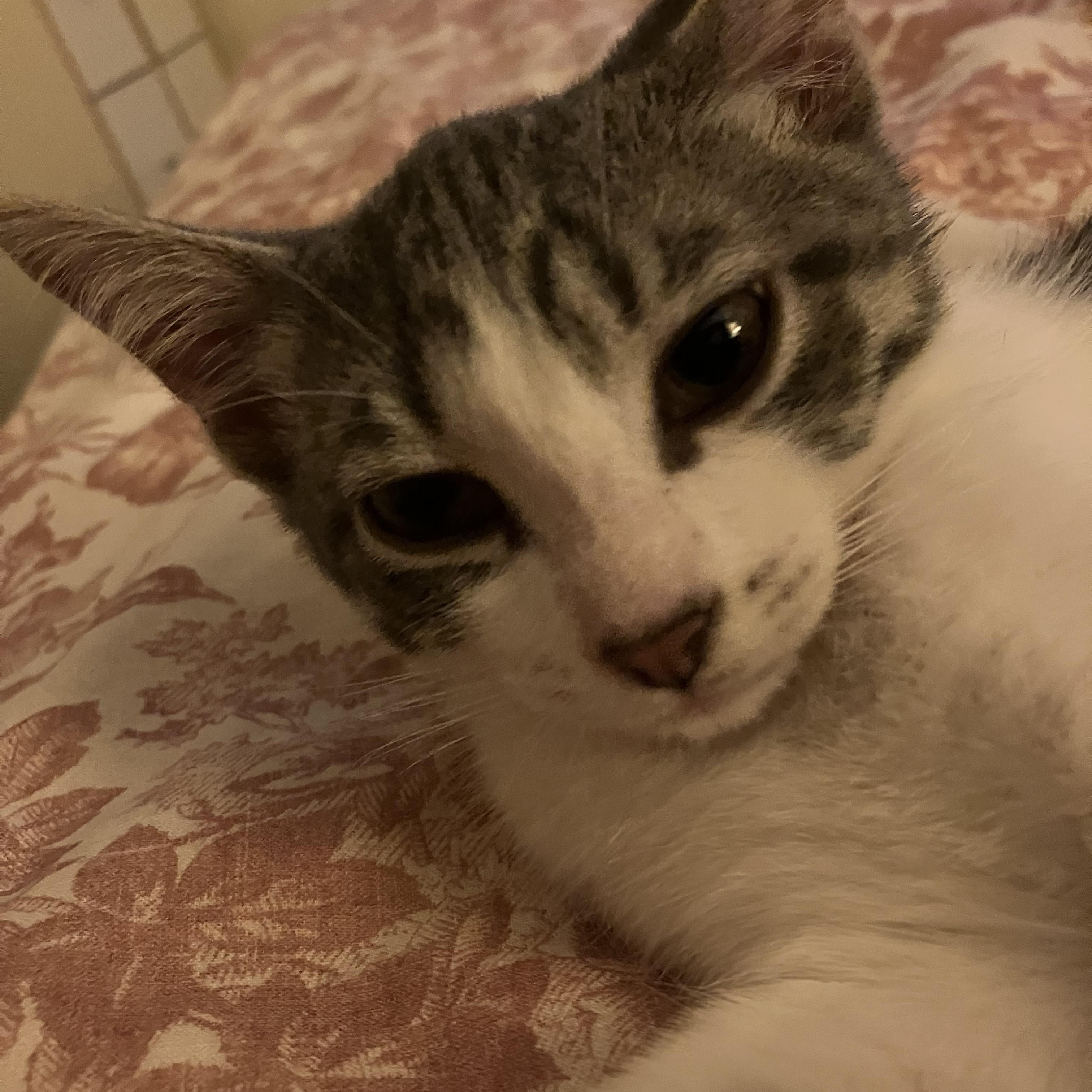 Pebbles, ADOPTABLE, Kitten Male Domestic Short Hair.
