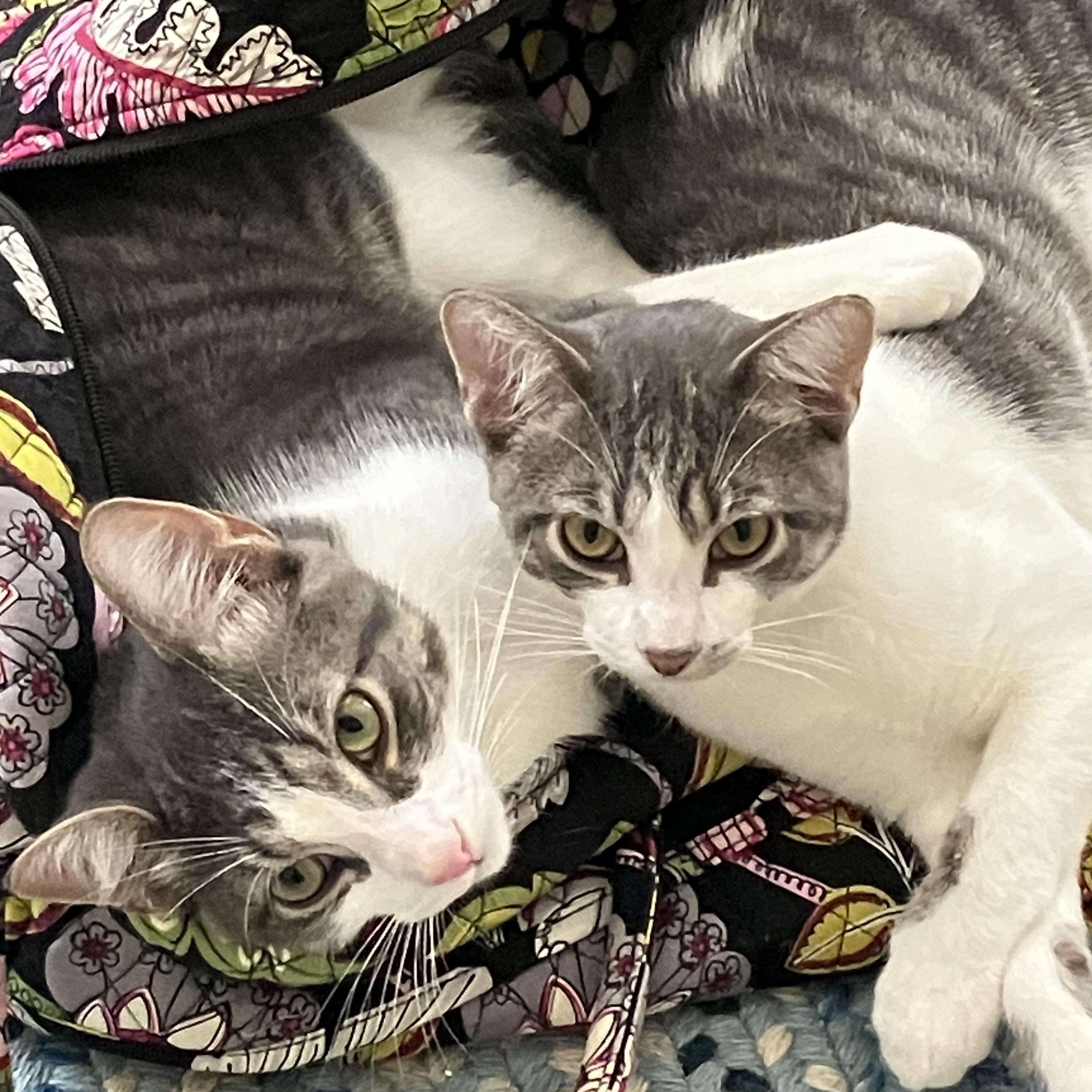 Enlarge Pebbles, a ADOPTABLE Domestic Short Hair in Philadelphia, PA image 3/4