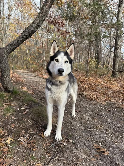 Maverick, Adoptable, Adult Male Siberian Husky.