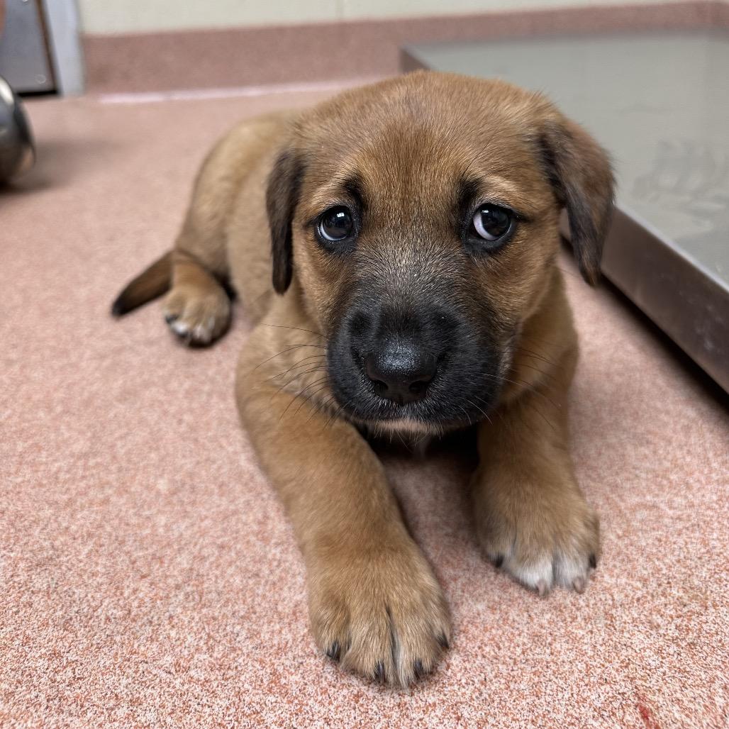 Enlarge Marcie, a Adoptable mixed breed in Crystal Lake, IL image 3/3