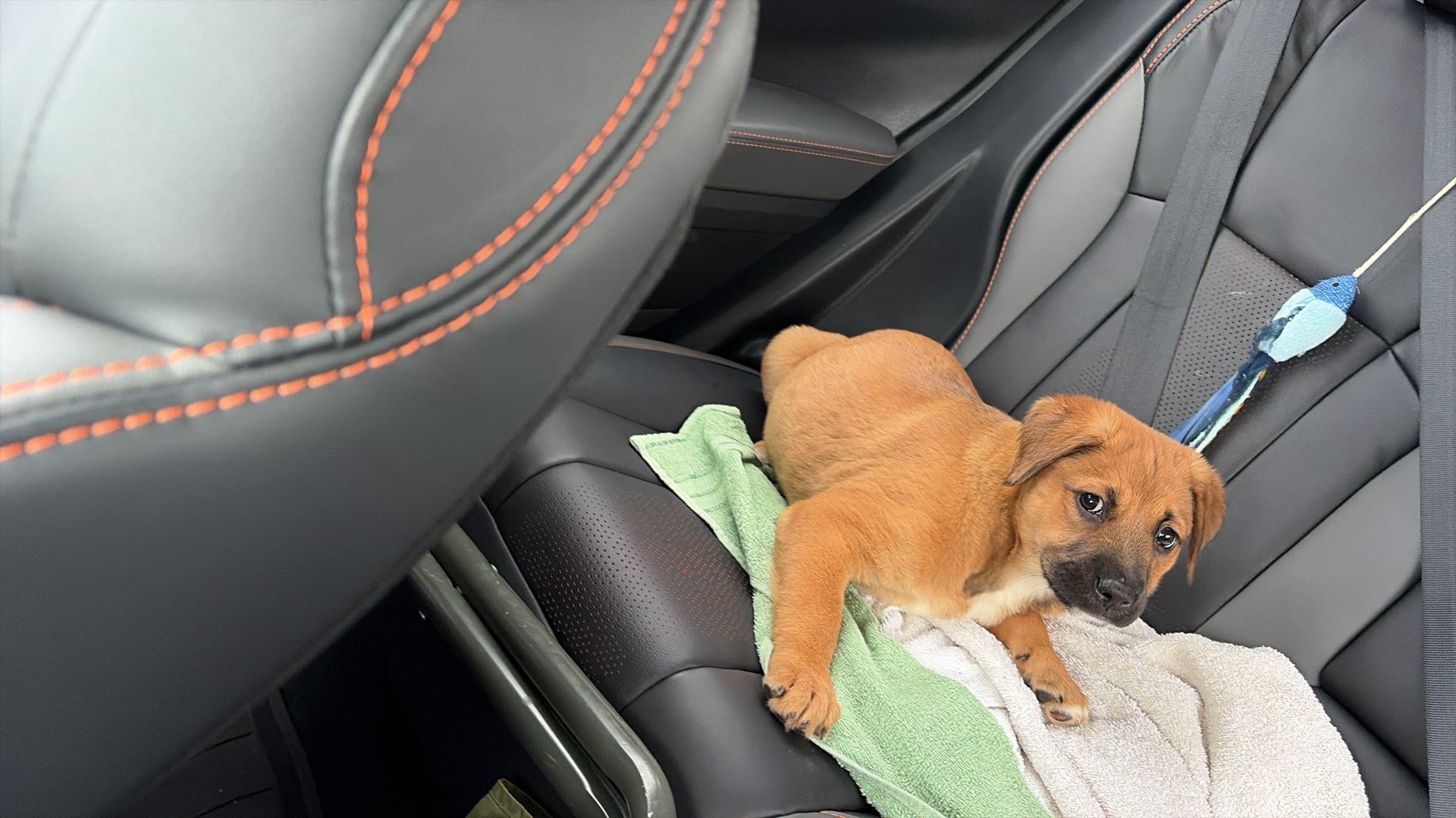Marcie, Adoptable, Puppy Female Black Mouth Cur.