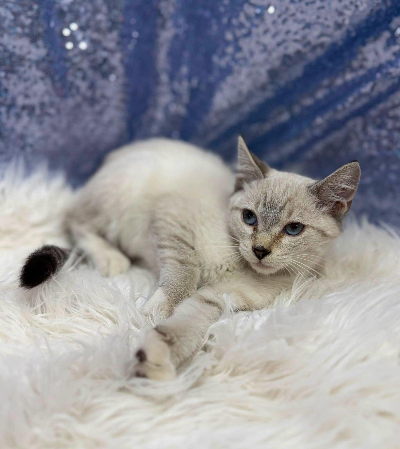 Enlarge Reginald, a Adopted Siamese in Clarkesville, GA image 1/1