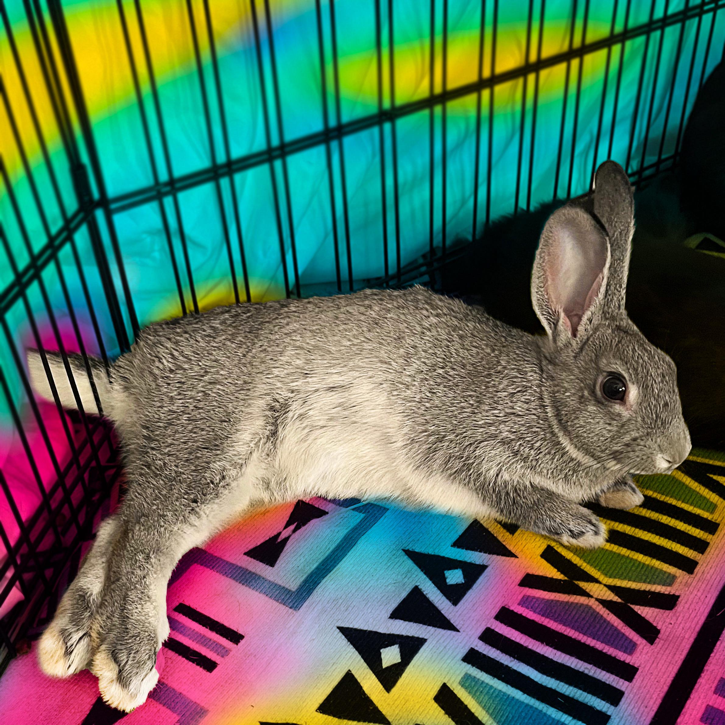 Tudy, a Adoptable American in Columbia, TN image 2/3