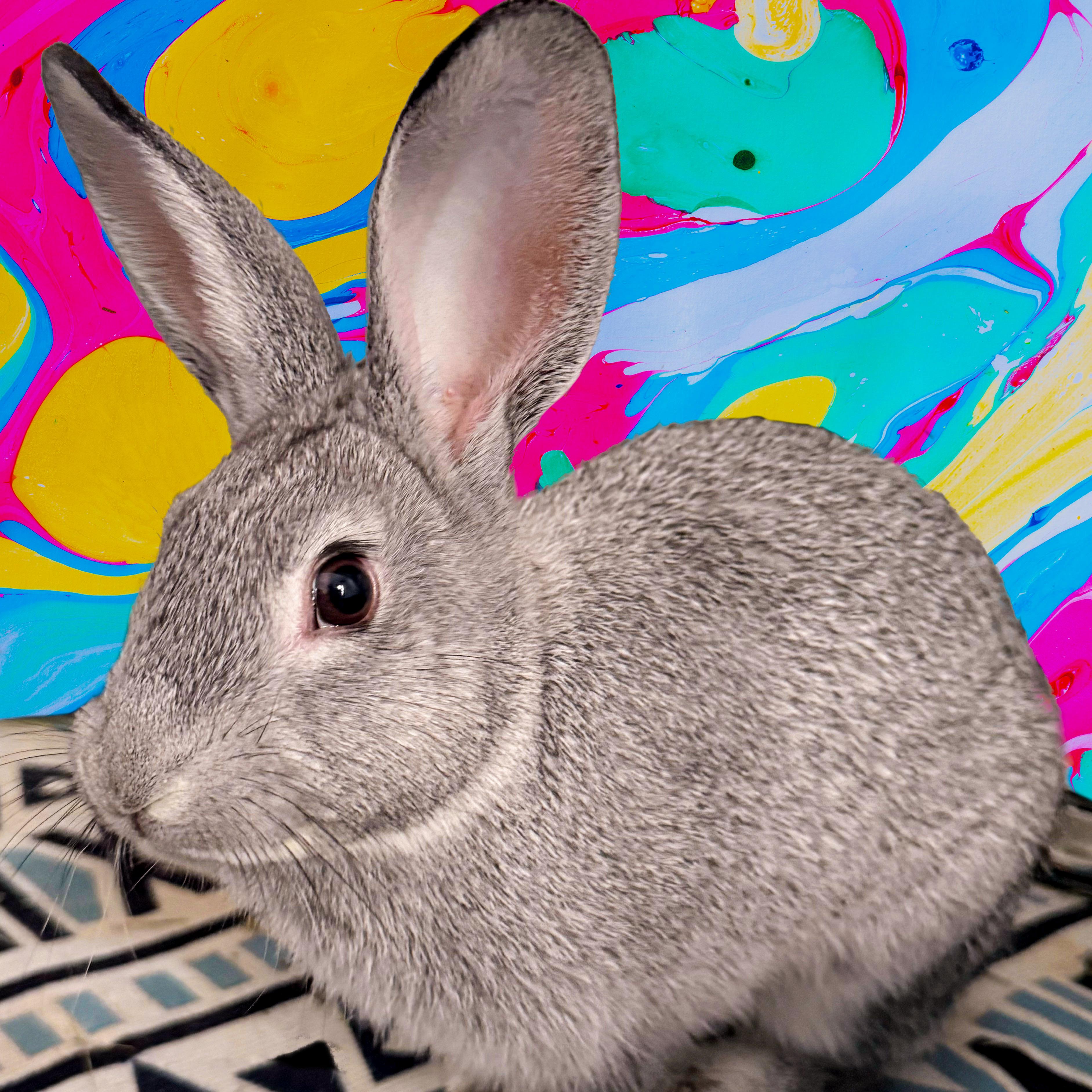 Tudy, a Adoptable American in Columbia, TN image 3/3