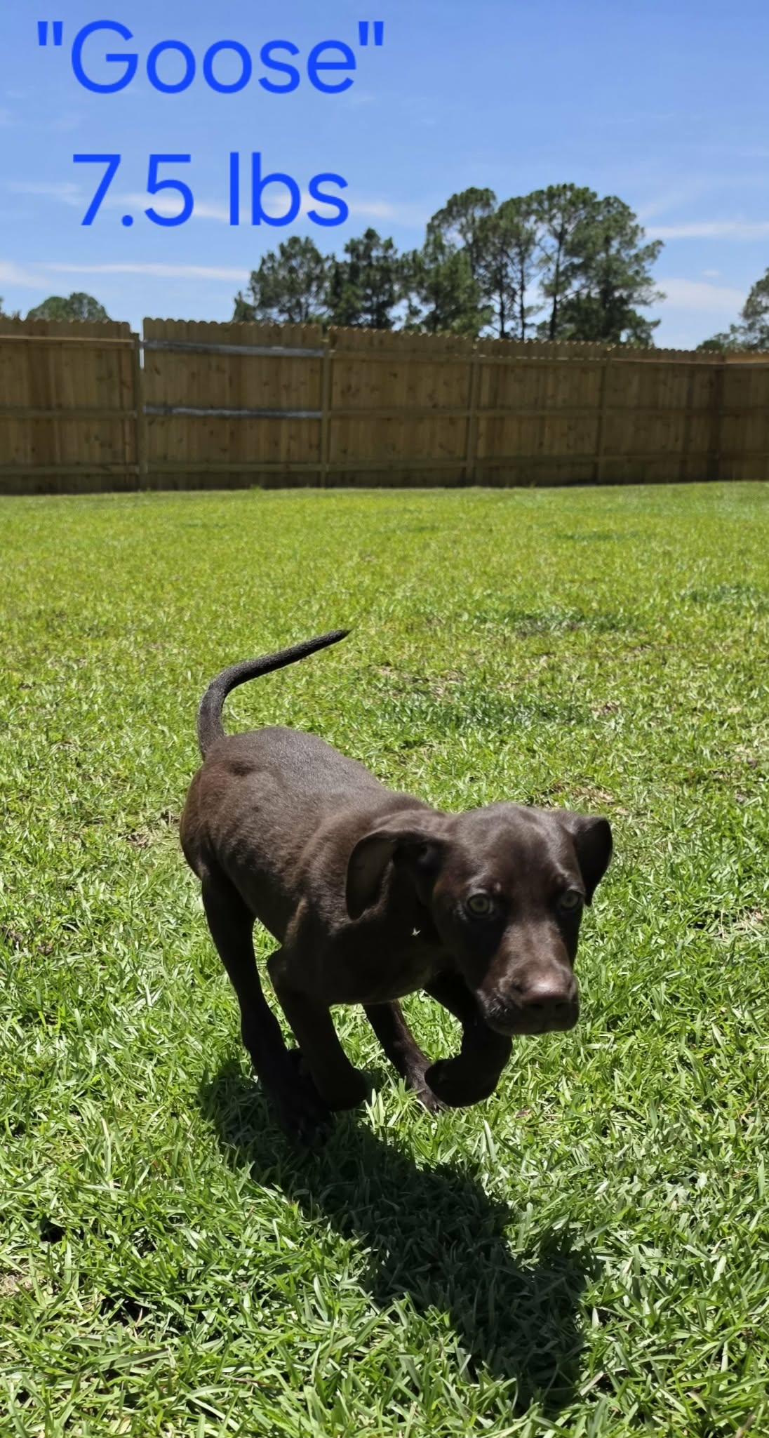 Goose, Adoptable, Puppy Male German Shorthaired Pointer.