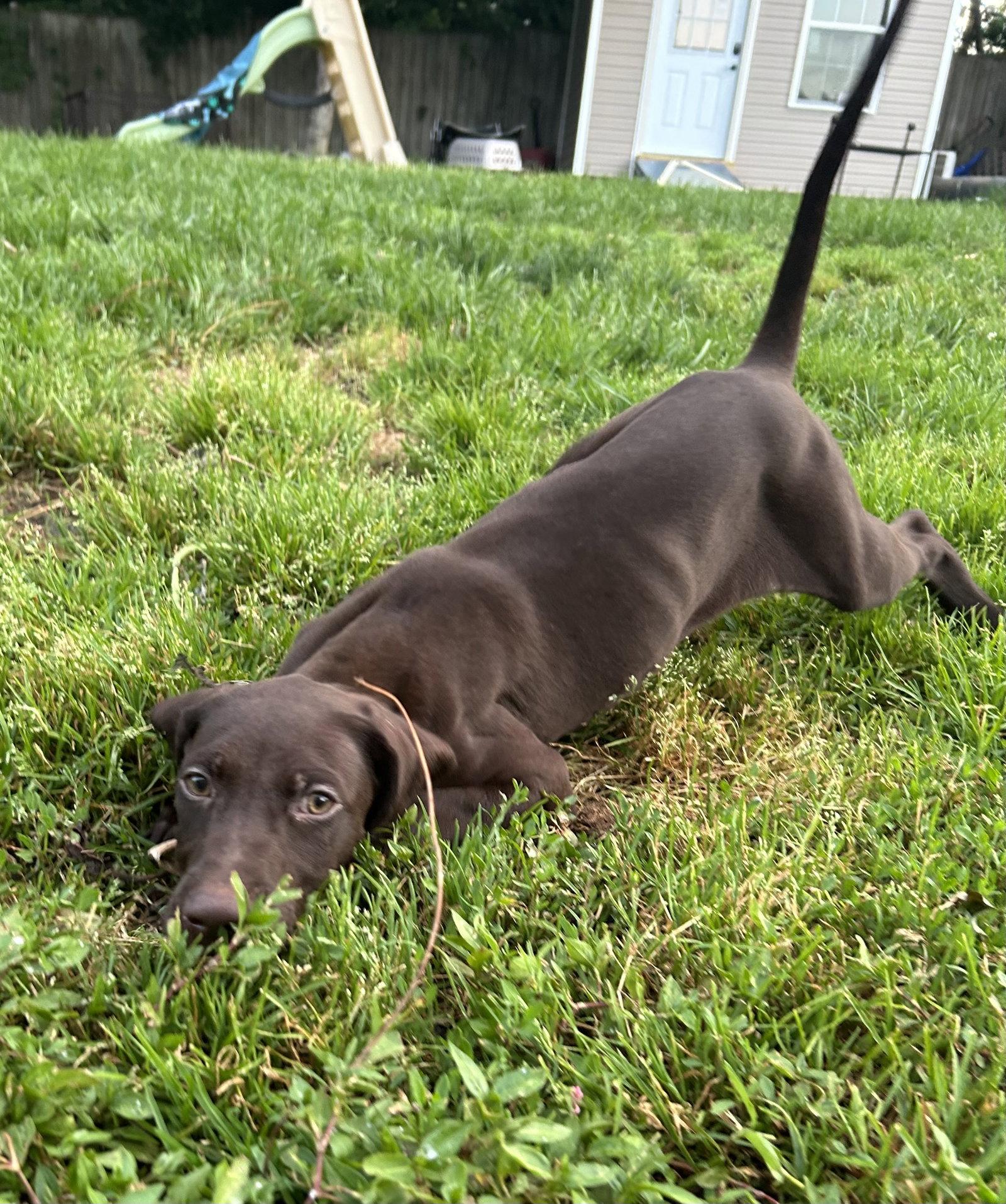 Goose, a Adoptable German Shorthaired Pointer in Stephens City, VA image 2/2