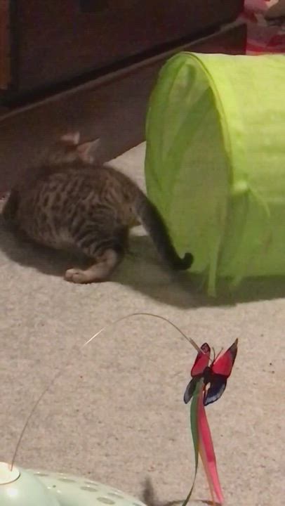 Enlarge Tiger, a Adopted Domestic Medium Hair in Coldspring, TX video 6/11