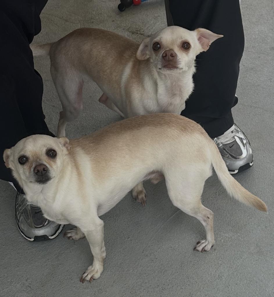 Rocky and Lulu bonded pair, a ADOPTABLE Chihuahua in Sarasota, FL image 4/5