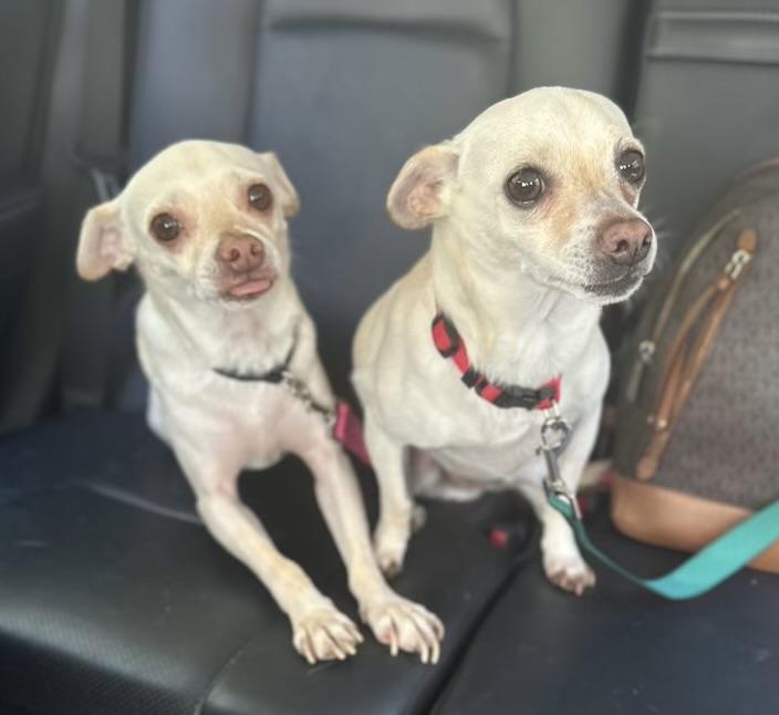 Rocky and Lulu bonded pair, ADOPTABLE, Adult Male Chihuahua.