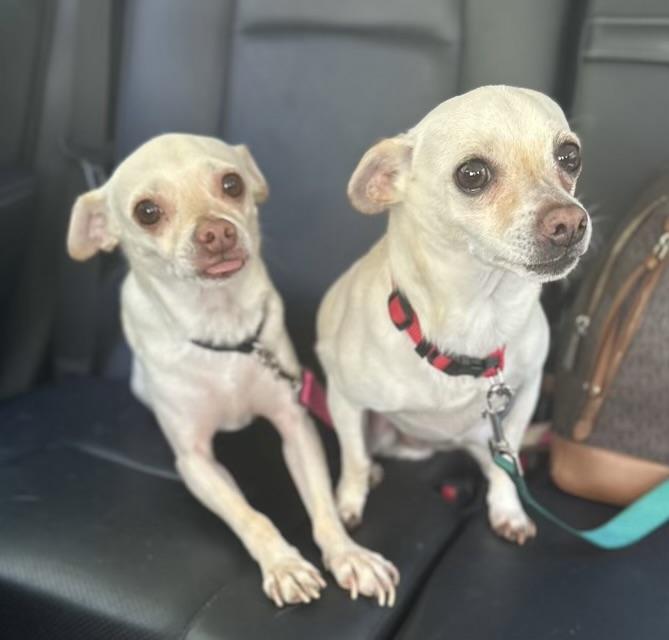 Rocky and Lulu bonded pair, a ADOPTABLE Chihuahua in Sarasota, FL image 5/5