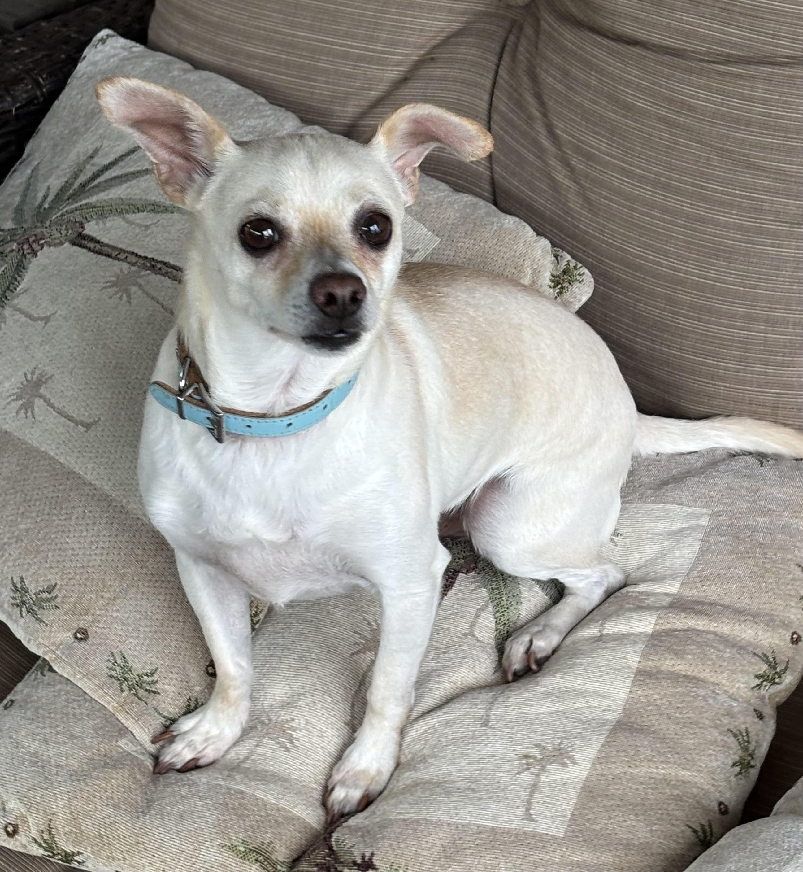 Rocky and Lulu bonded pair, a ADOPTABLE Chihuahua in Sarasota, FL image 2/5