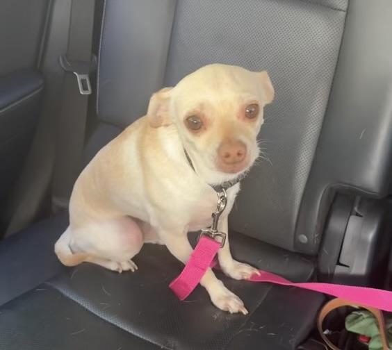 Rocky and Lulu bonded pair, a ADOPTABLE Chihuahua in Sarasota, FL image 3/5