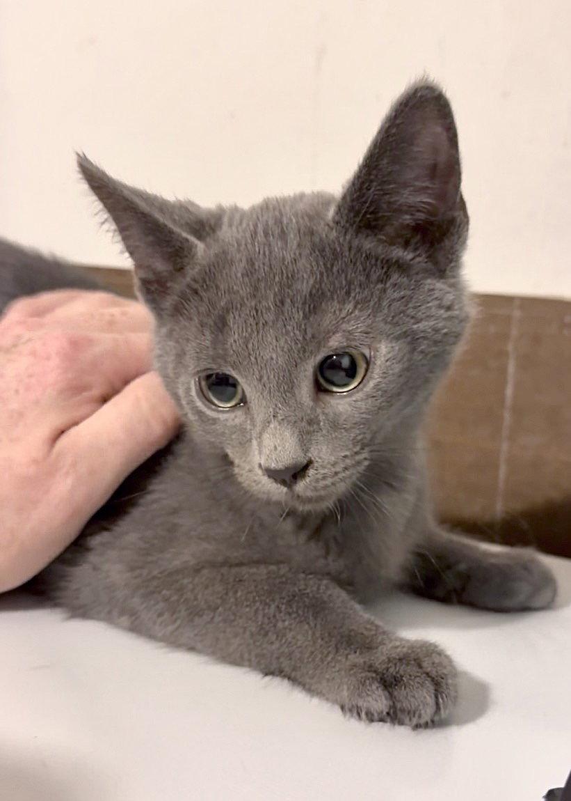 Enlarge Fisticuffs, a Adopted Domestic Short Hair in Harrisburg, PA image 1/3