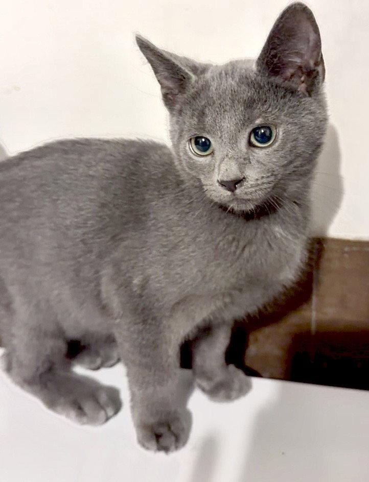 Enlarge Fisticuffs, a Adopted Domestic Short Hair in Harrisburg, PA image 2/3
