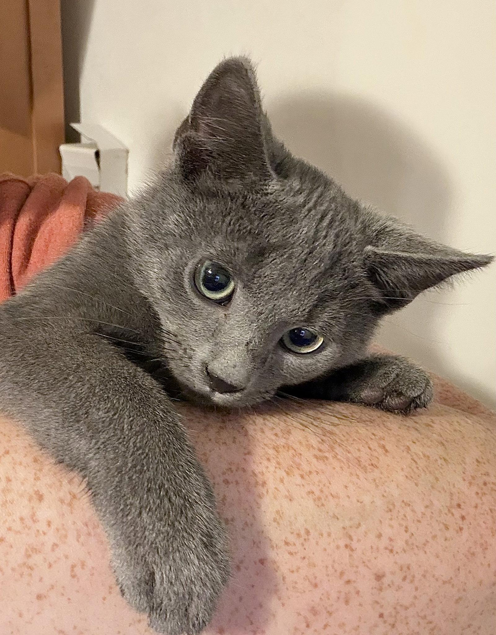 Enlarge Fisticuffs, a Adopted Domestic Short Hair in Harrisburg, PA image 3/3