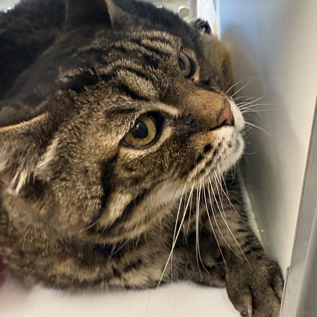 Enlarge Tank, a Adoptable Domestic Medium Hair in Temecula, CA image 1/1