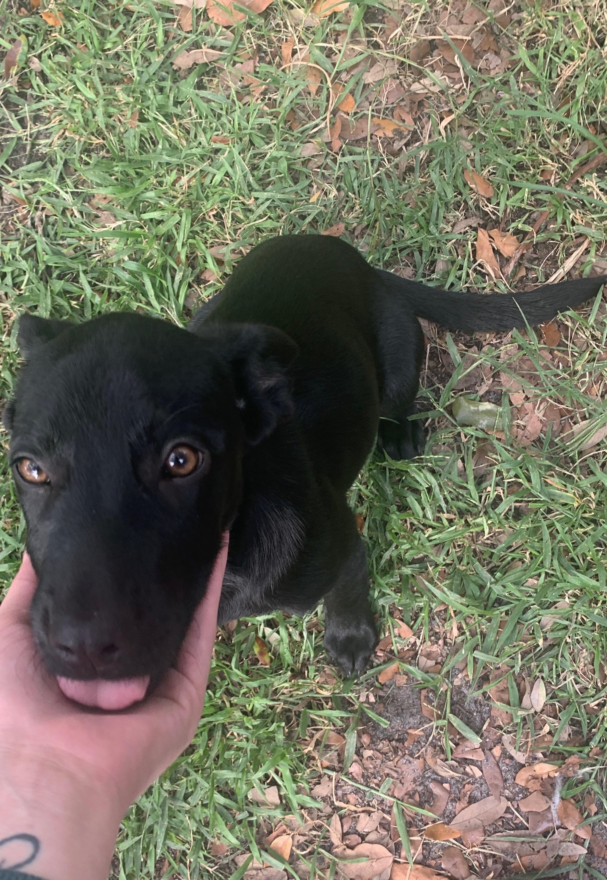 Night Lily is a beautiful female dog who exudes love and affection in everything she does Her soft 
