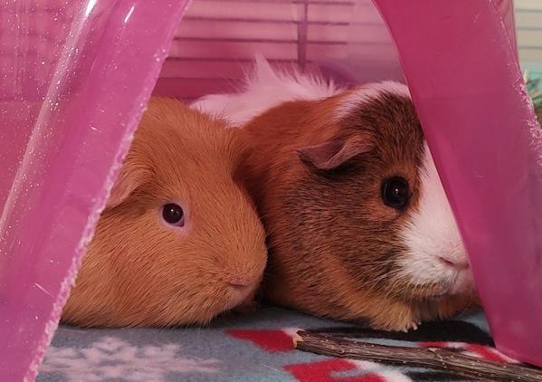 Milo, Adoptable, Young Male Guinea Pig.