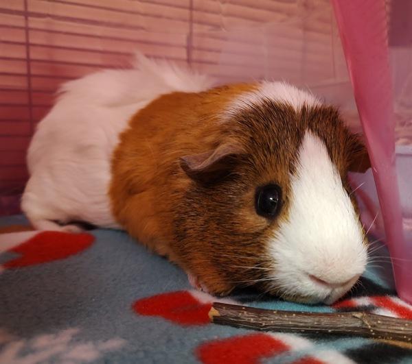 Enlarge Milo, a Adoptable mixed breed in Vancouver, WA image 2/6