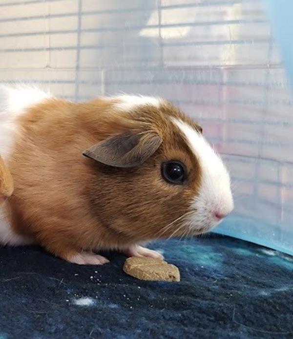 Enlarge Milo, a Adoptable mixed breed in Vancouver, WA image 4/6