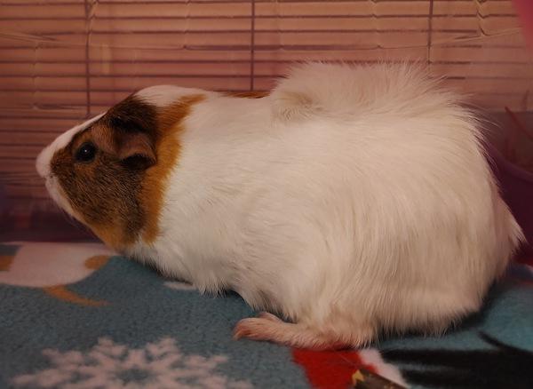 Enlarge Milo, a Adoptable mixed breed in Vancouver, WA image 5/6