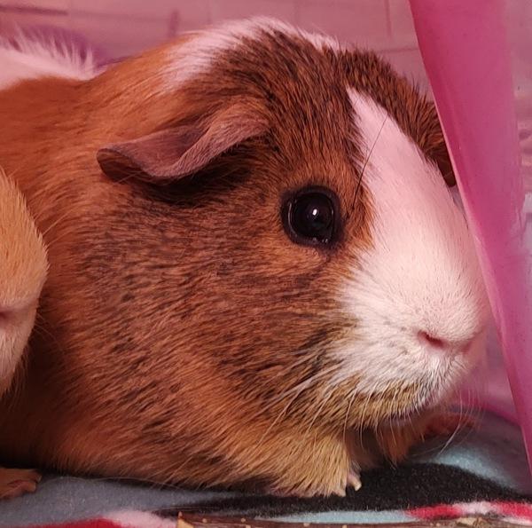 Enlarge Milo, a Adoptable mixed breed in Vancouver, WA image 6/6