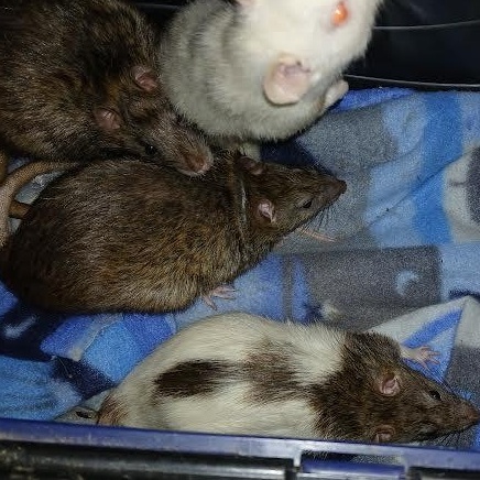 Max, Grinch and Lanny, a Adoptable Rat in Dearborn, MO image 2/5