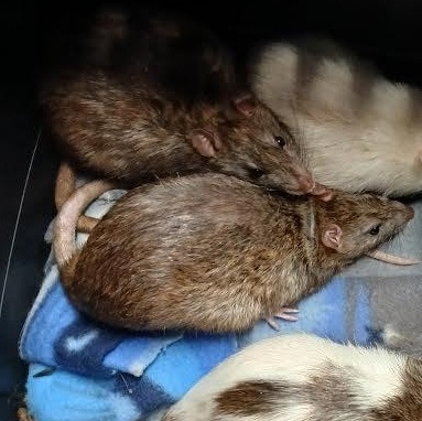 Max, Grinch and Lanny, Adoptable, Adult Male Rat.