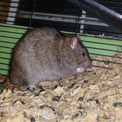 Max, Grinch and Lanny, Adoptable, Senior Male Rat.