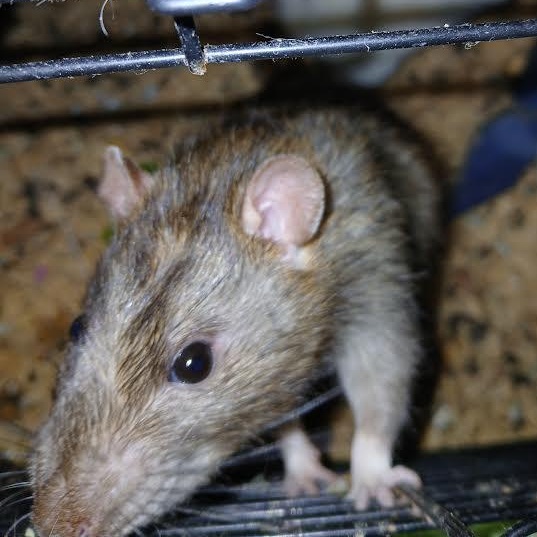 Max, Grinch and Lanny, a Adoptable Rat in Dearborn, MO image 4/5