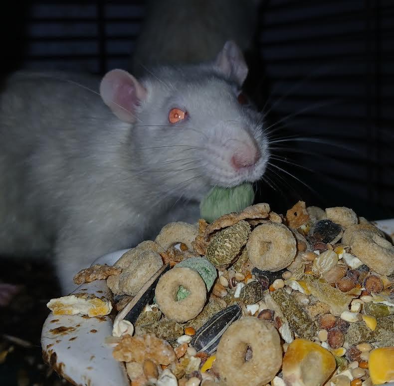 Max, Grinch and Lanny, a Adoptable Rat in Dearborn, MO image 5/5