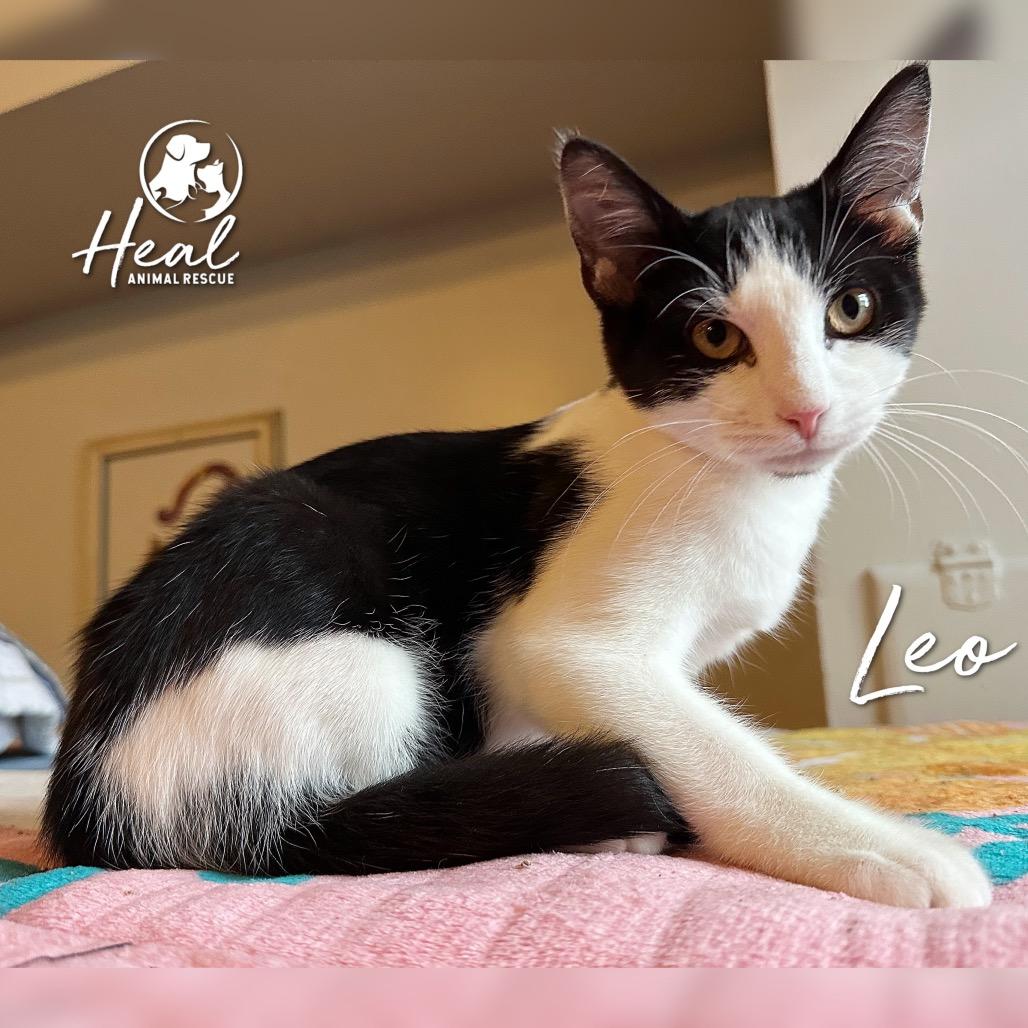 Enlarge Leo, a Adoptable Domestic Short Hair in Youngwood, PA image 1/2