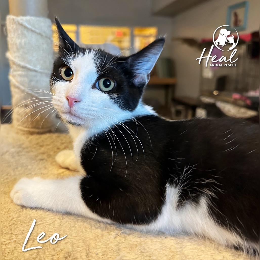 Enlarge Leo, a Adoptable Domestic Short Hair in Youngwood, PA image 2/2