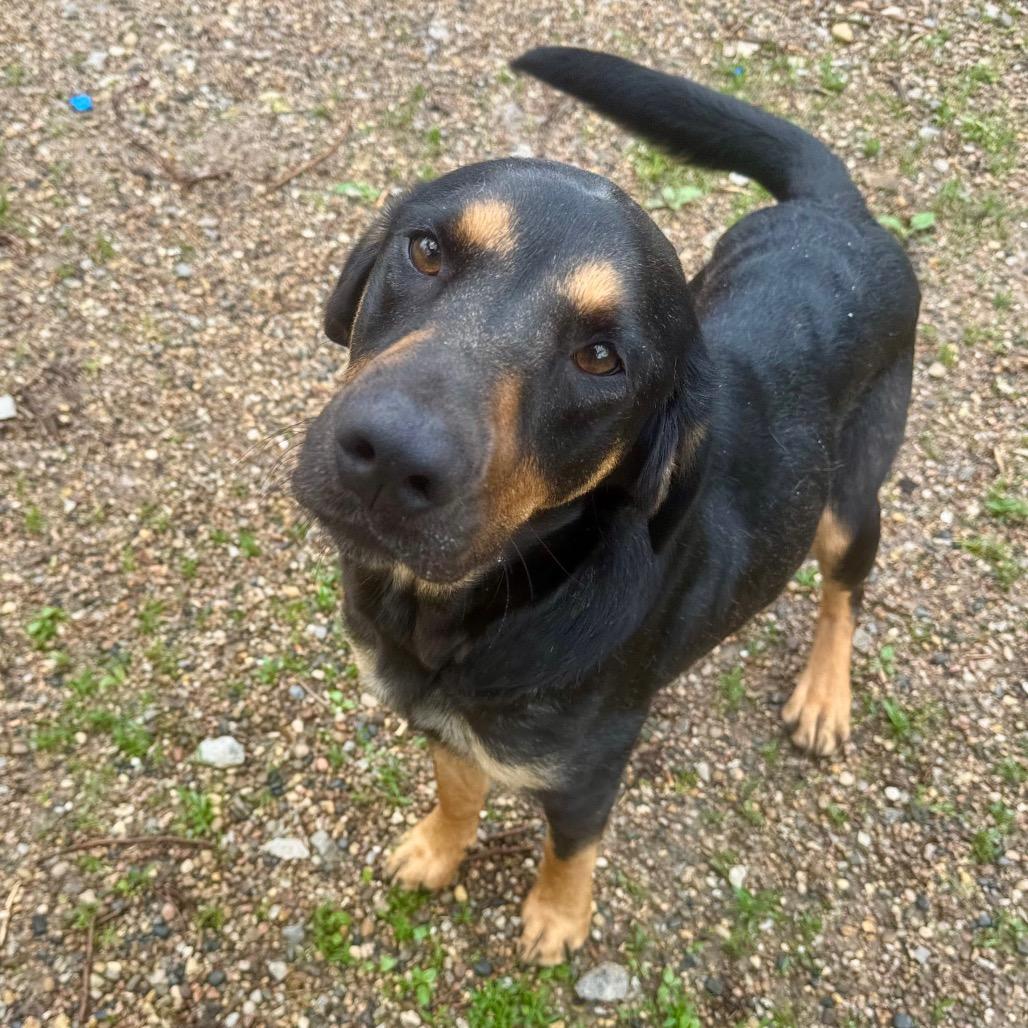 Enlarge Luna , a ADOPTABLE Mixed Breed in Kansas City, KS image 2/2