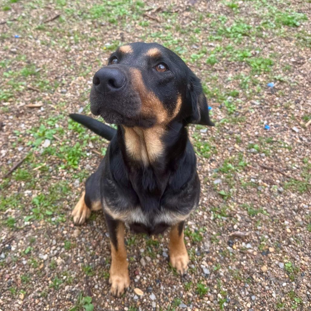 Luna , ADOPTABLE, Adult Female Mixed Breed.