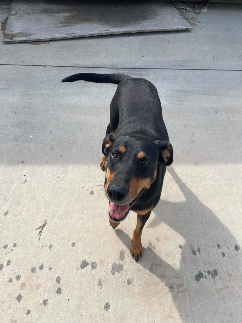 Cherry, a Adoptable mixed breed in New Haven, CT image 5/5