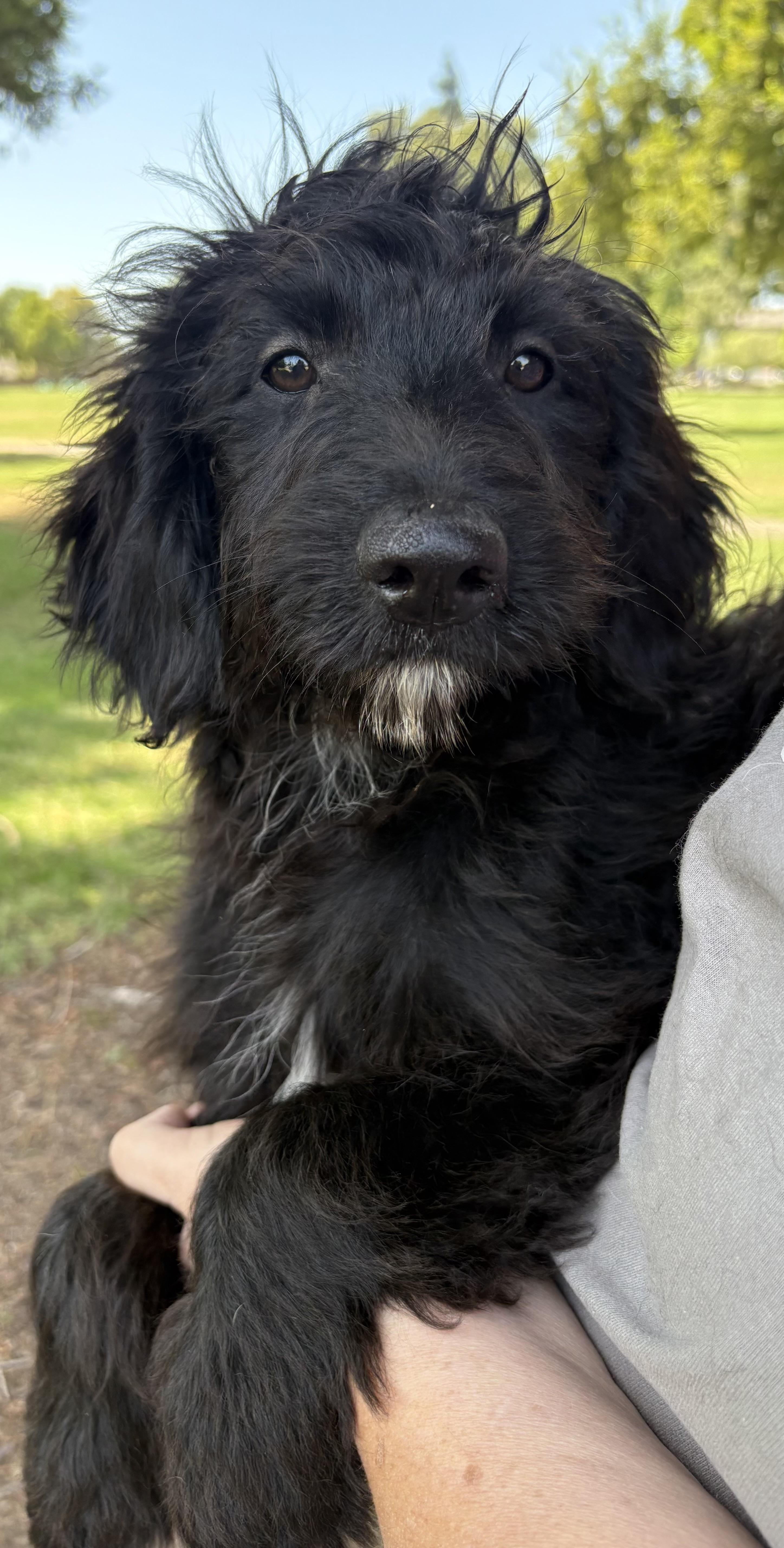 Sadie, an adoptable Aussiedoodle, Poodle in Yuba City, CA, 95991 | Photo Image 3