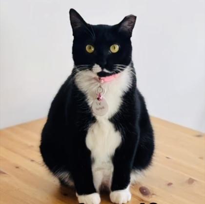 Enlarge Flower  (Pounce Cat Cafe), a Adoptable mixed breed in Savannah, GA image 1/3