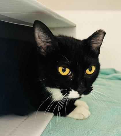 Flower  (Pounce Cat Cafe), Adoptable, Adult Female Domestic Medium Hair & Domestic Short Hair.