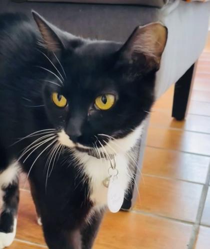 Flower (Pounce Cat Cafe), a Adoptable mixed breed in Savannah, GA image 2/2