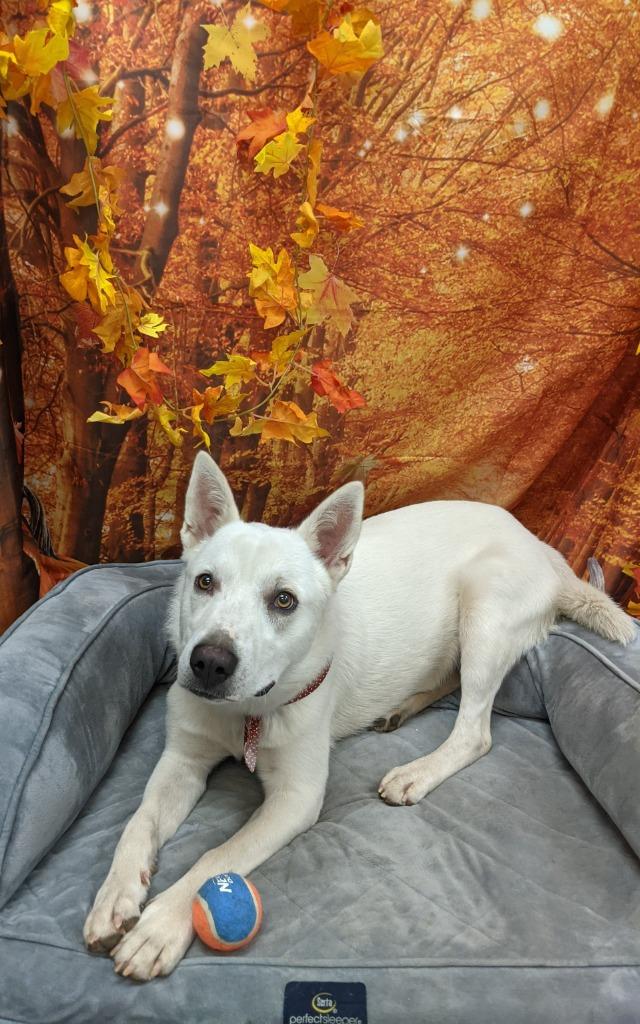 Bodhi, Adoptable, Adult Male Shepherd.