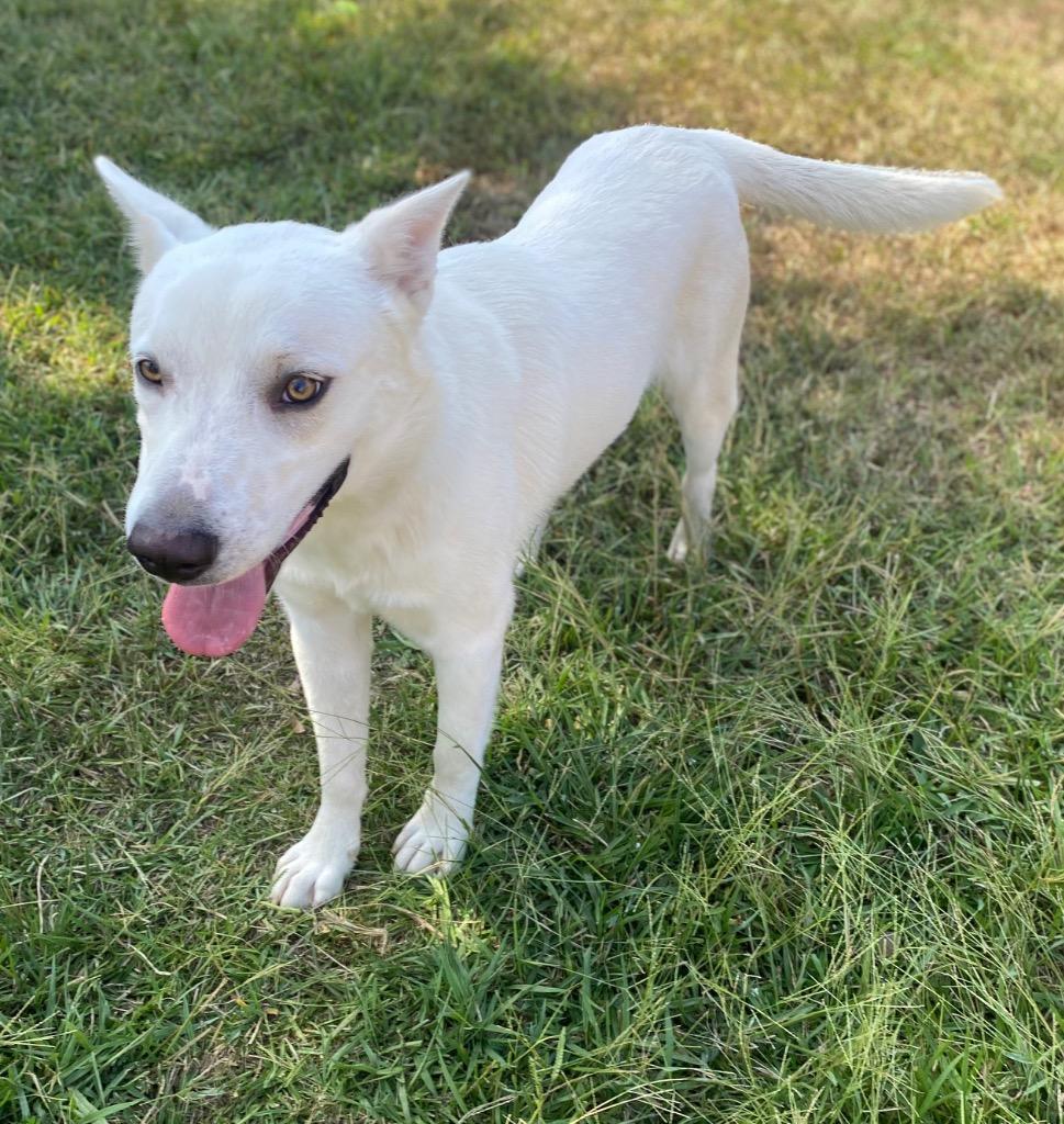 Enlarge Bodhi, a Adoptable Shepherd in Bryant, AR image 2/5